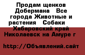 Продам щенков Добермана - Все города Животные и растения » Собаки   . Хабаровский край,Николаевск-на-Амуре г.
